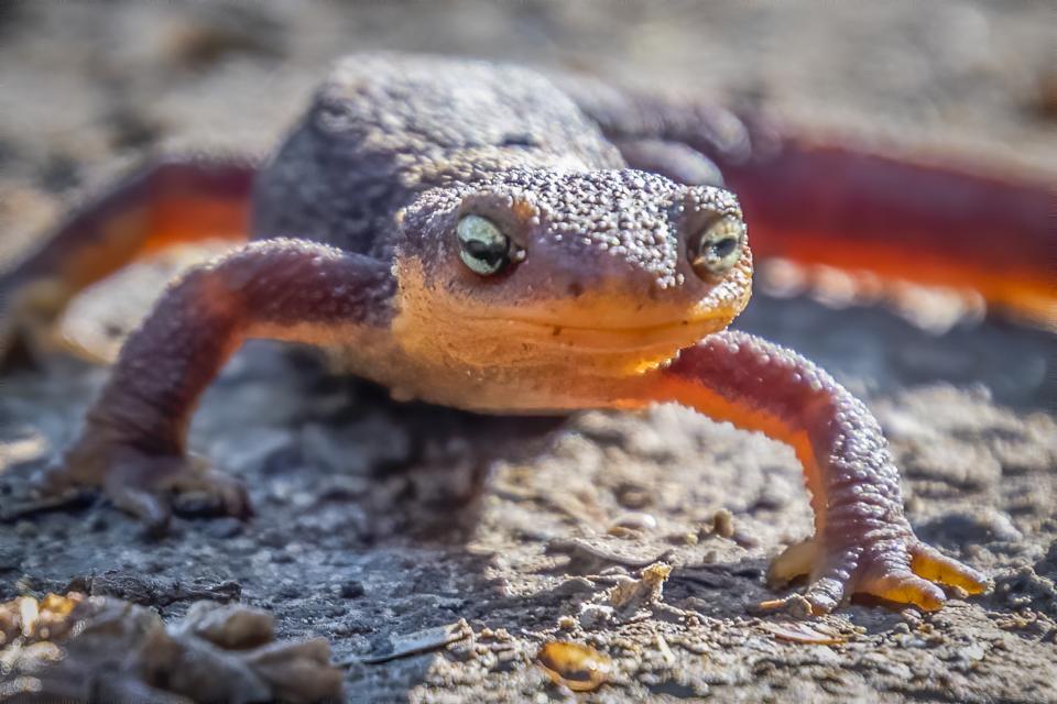 homework reading the rough skinned newt